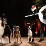 รีวิวหนัง "Strays ชีวิตหมาต้องไม่หมา" เนื้อหาไม่ใส ติดเรต-ติดทะลึ่ง ฮาแบบติดสัด