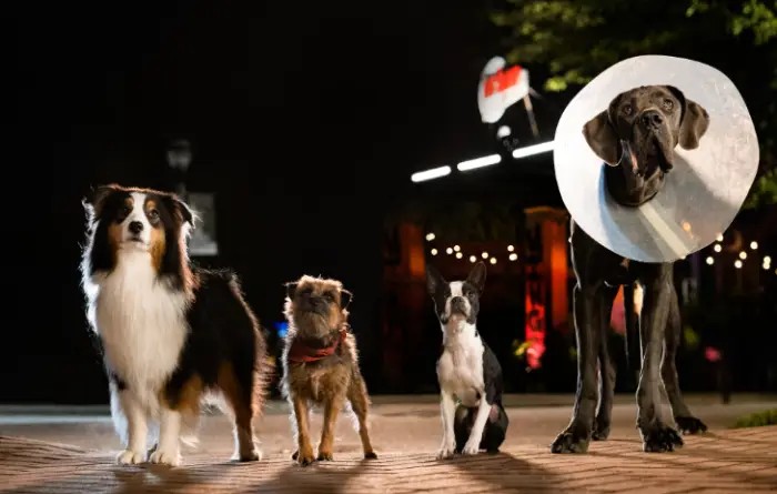 รีวิวหนัง "Strays ชีวิตหมาต้องไม่หมา" เนื้อหาไม่ใส ติดเรต-ติดทะลึ่ง ฮาแบบติดสัด