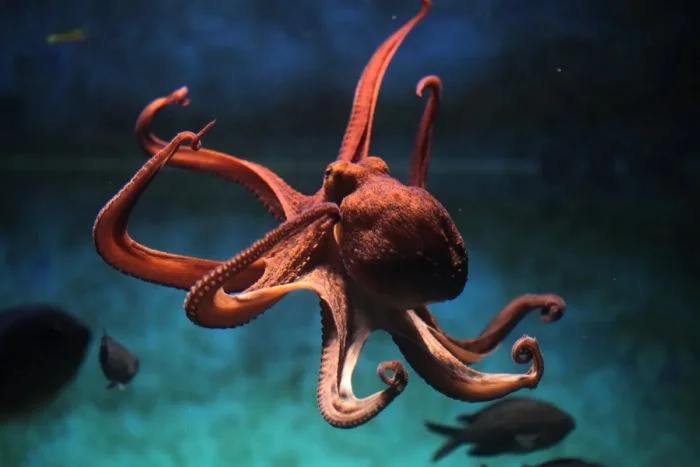 Remarkably Bright Creatures2